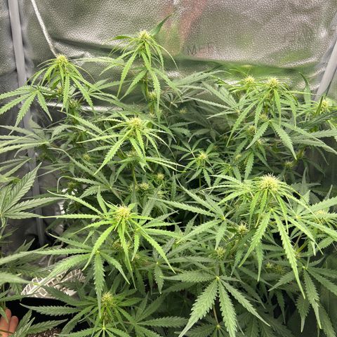 Northern Light growlog photo: Temp 74.4
RH 53%