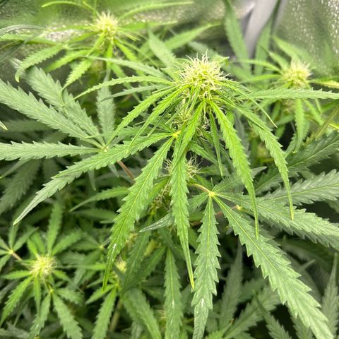 Northern Light growlog photo: Temp 74.4
RH 53%