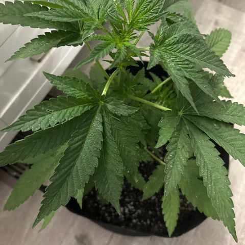 Medusa growlog timeline photo