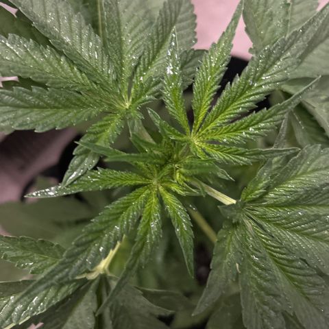 Medusa growlog timeline photo