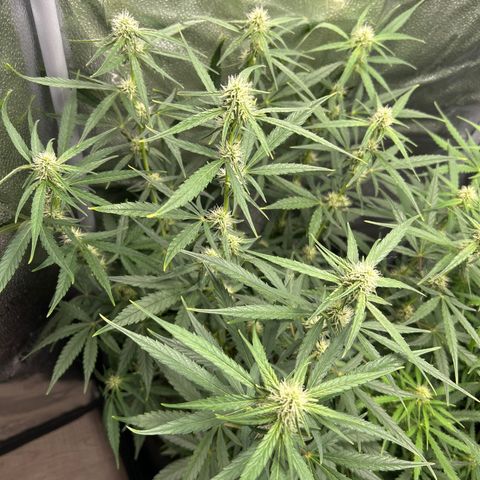 Orion F1 Hybrid growlog photo: Temp 77.0
RH 50%