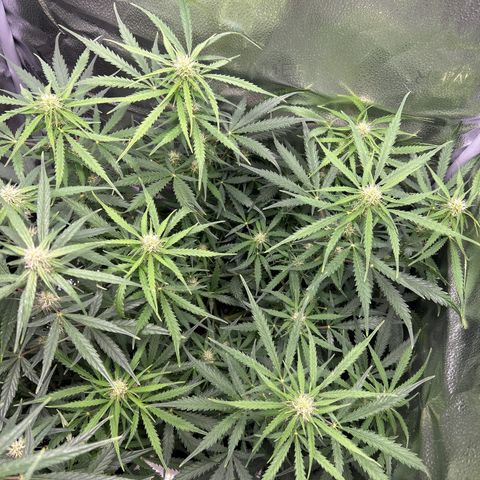Northern Light growlog photo: Temp 77.0
RH 50%