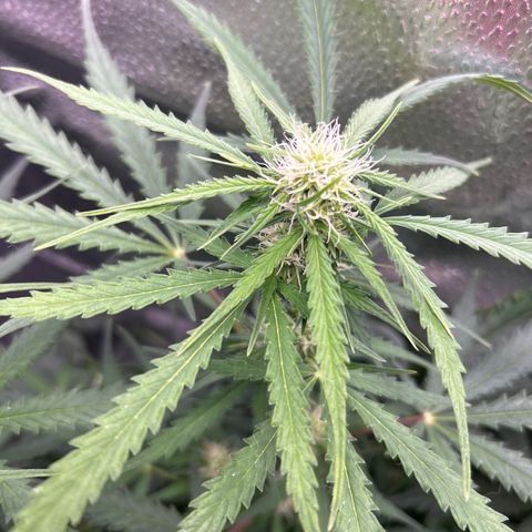 Northern Light growlog photo: Temp 77.0
RH 50%