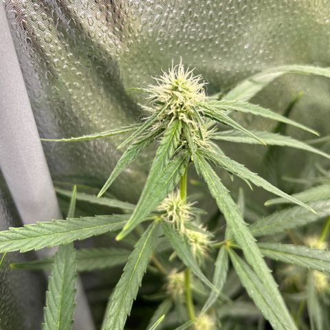 Orion F1 Hybrid growlog timeline photo