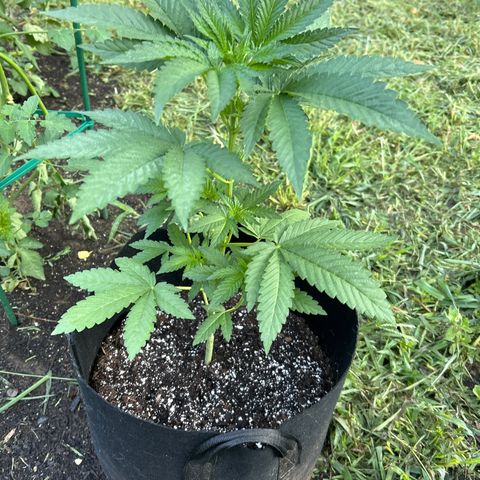 Medusa growlog timeline photo