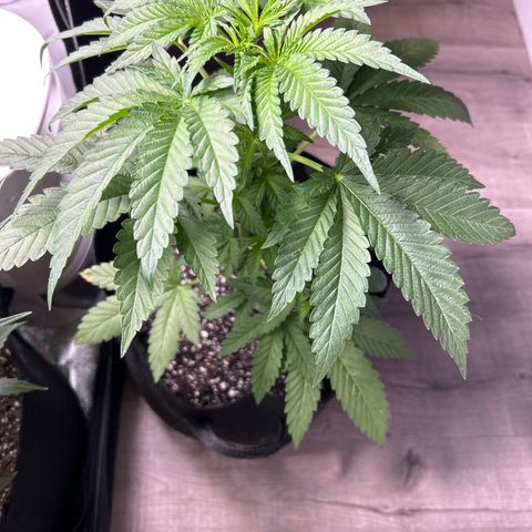 Medusa growlog timeline photo