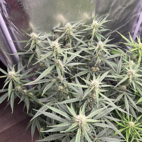 Orion F1 Hybrid growlog photo: Temp 70.7
RH 50%