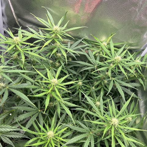 Northern Light growlog photo: Temp 70.7
RH 50%