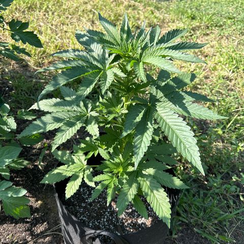 Medusa growlog timeline photo