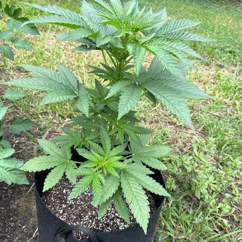 Medusa growlog timeline photo