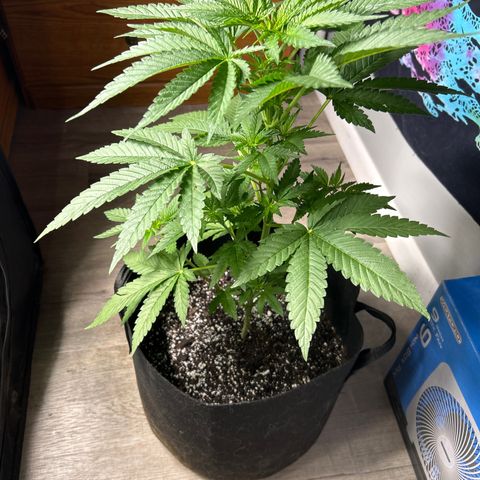 Medusa growlog timeline photo