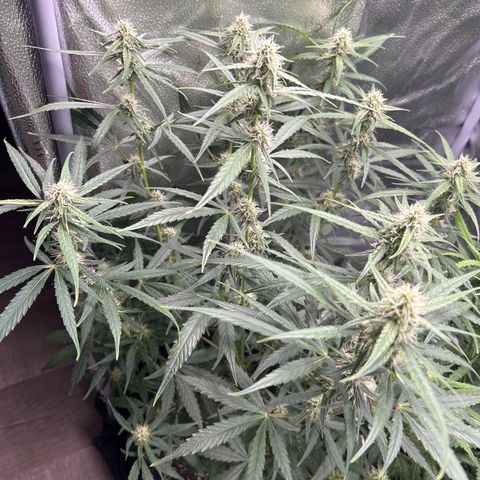 Orion F1 Hybrid growlog photo: Temp 75.3
RH 58%