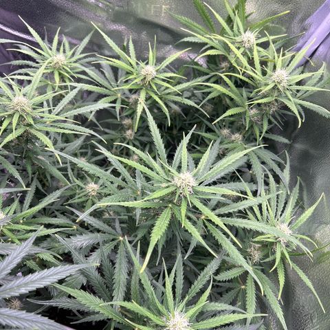 Northern Light growlog photo: Temp 75.3
RH 57%
