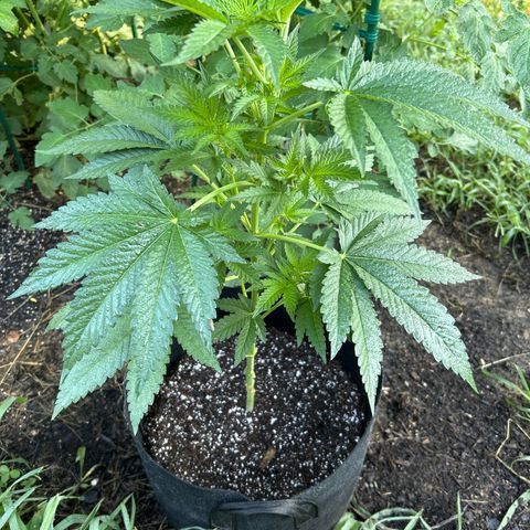 Medusa growlog timeline photo
