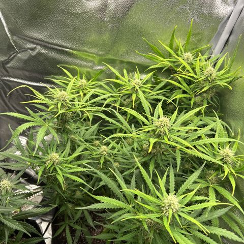 Northern Light growlog photo: Temp 75.7
RH 49%