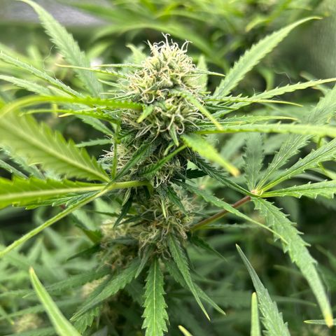 Northern Light growlog photo: Temp 75.7
RH 49%