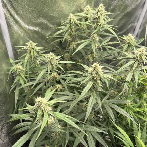 Orion F1 Hybrid growlog photo: Temp 75.9
RH 49%