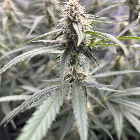 Orion F1 Hybrid growlog photo: Temp 75.9
RH 49%