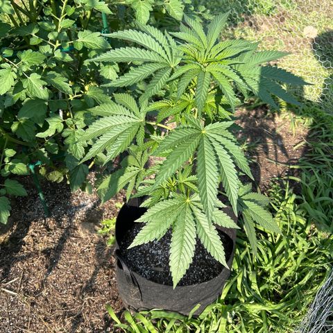 Medusa growlog timeline photo