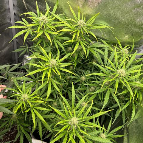 Northern Light growlog photo: Temp 74.3
RH 49%