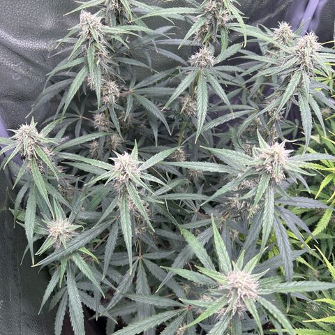 Orion F1 Hybrid growlog photo: Temp 74.3
RH 49%