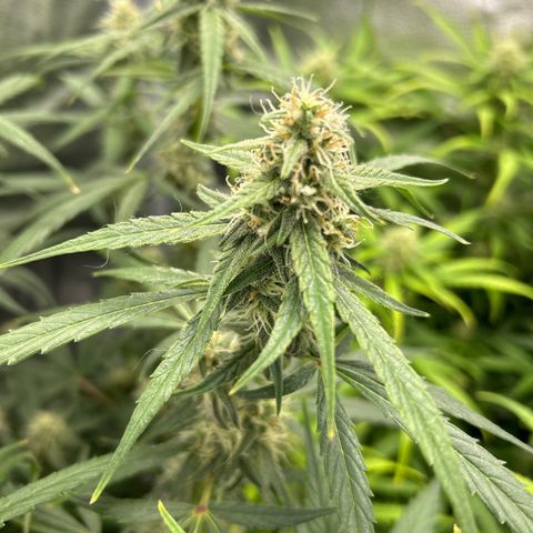 Orion F1 Hybrid growlog photo: Temp 74.3
RH 49%