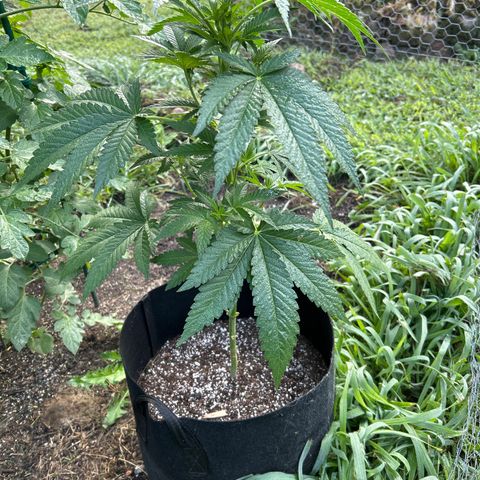 Medusa growlog timeline photo
