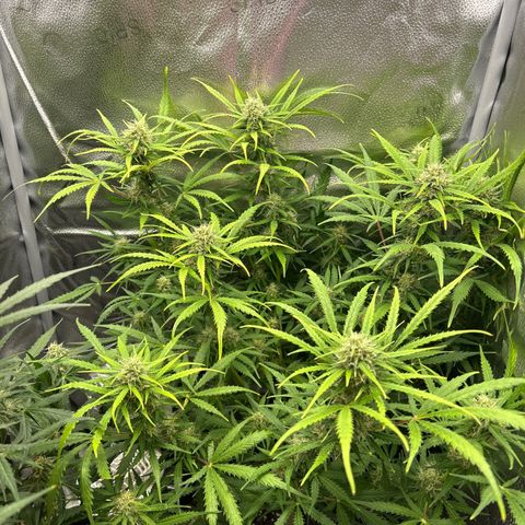 Northern Light growlog photo: Temp 72.6
RH 59%