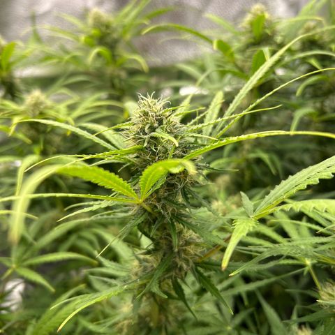Northern Light growlog photo: Temp 72.6
RH 59%