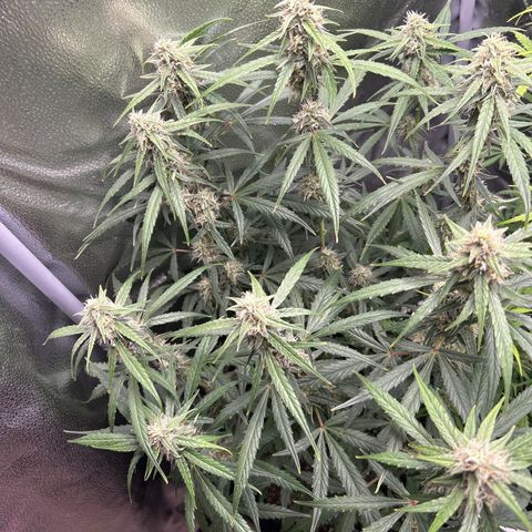 Orion F1 Hybrid growlog photo: Temp 72.8
RH 59%