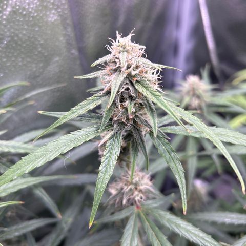 Orion F1 Hybrid growlog timeline photo