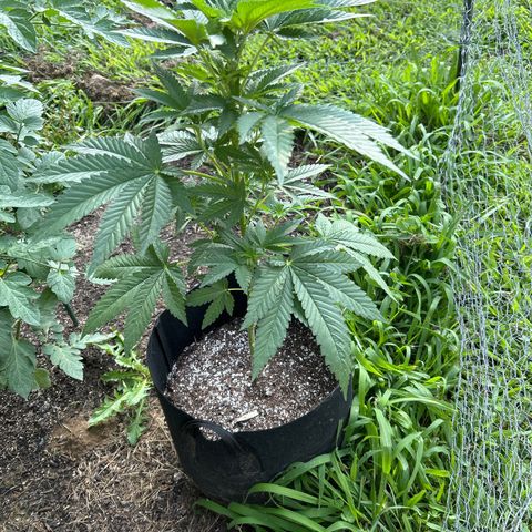 Medusa growlog timeline photo