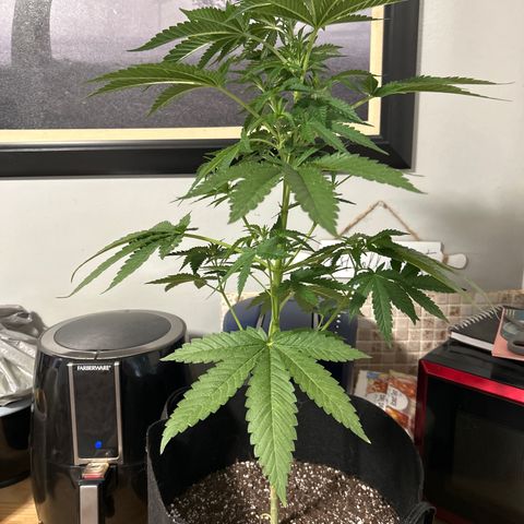 Medusa growlog timeline photo