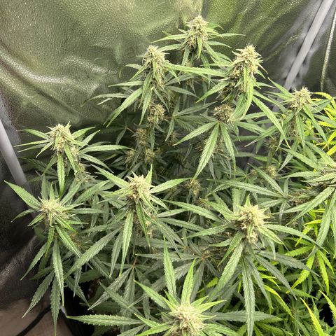 Orion F1 Hybrid growlog photo: Temp 75.9
RH 53%
