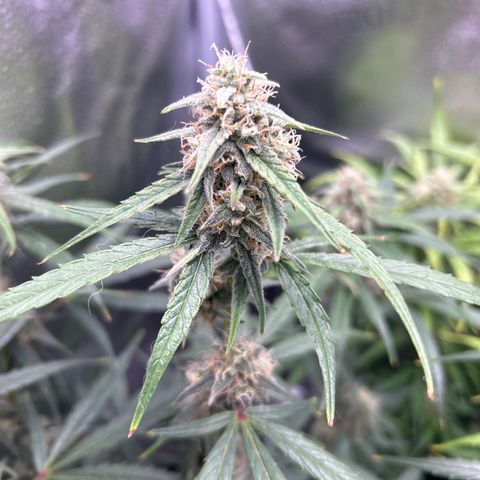 Orion F1 Hybrid growlog photo: Temp 75.9
RH 53%