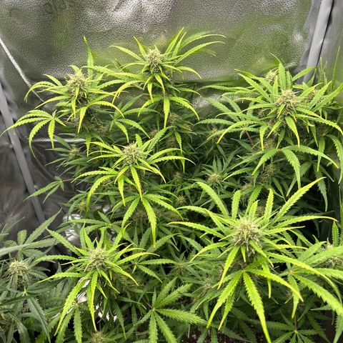 Northern Light growlog photo: Temp 75.9
RH 53%