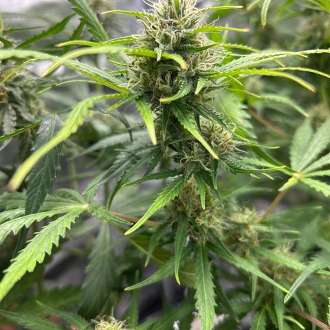 Northern Light growlog photo: Temp 75.9
RH 53%