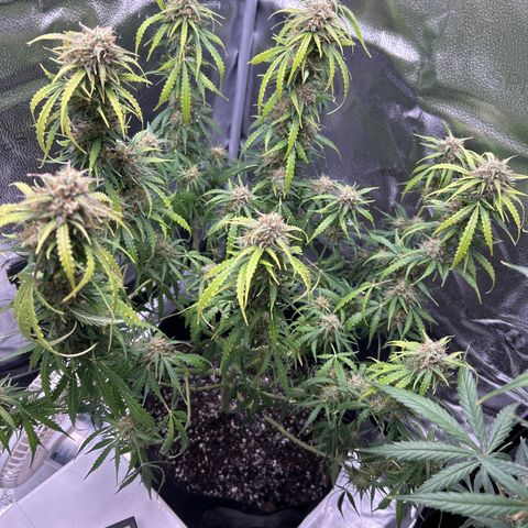 Northern Light growlog photo: What’s wronggg??? 😳😳🫣😫
Nute lockout?
Temp 73.7
RH 51%