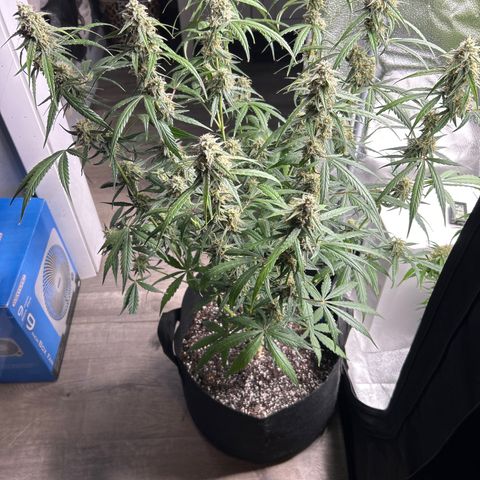 Orion F1 Hybrid growlog photo: Temp 73.5
RH 51%