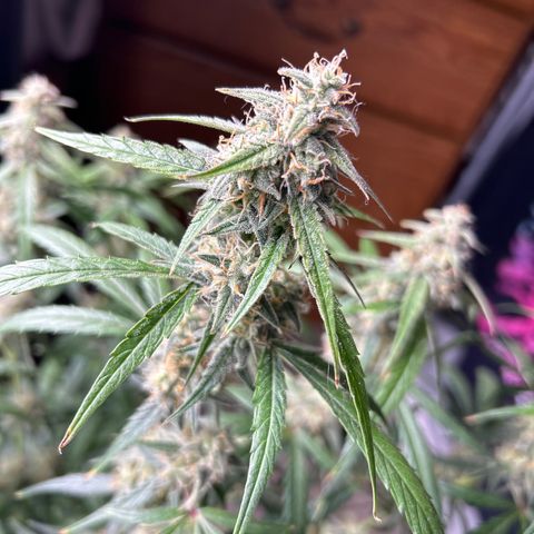 Orion F1 Hybrid growlog timeline photo