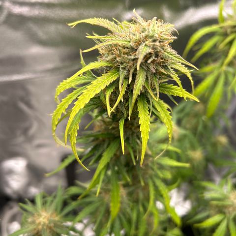 Northern Light growlog timeline photo