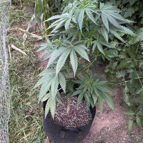 Medusa growlog timeline photo