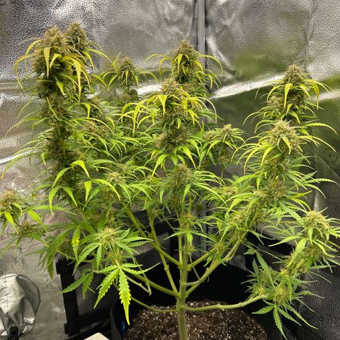 Northern Light growlog photo: Temp 71.9
RH 56%