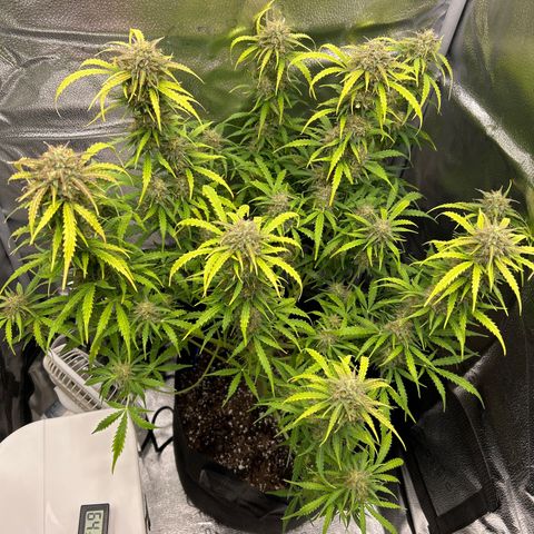 Northern Light growlog photo: Temp 71.9
RH 56%