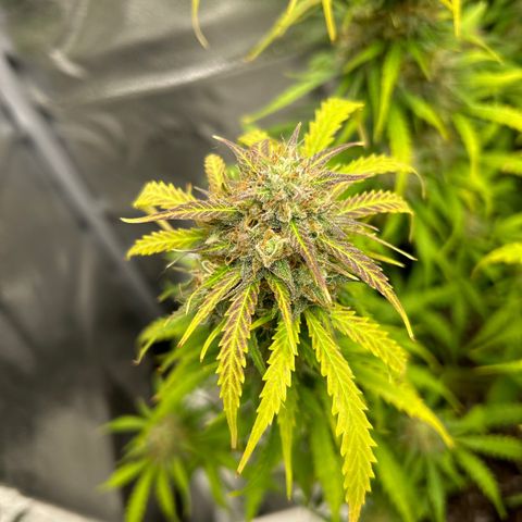 Northern Light growlog photo: Temp 71.9
RH 56%