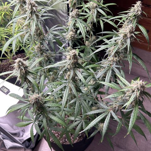 Orion F1 Hybrid growlog photo: Temp 71.9
RH 56%