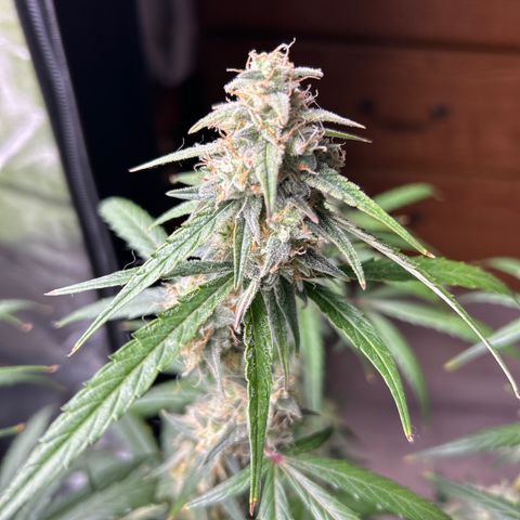 Orion F1 Hybrid growlog photo: Temp 71.9
RH 56%