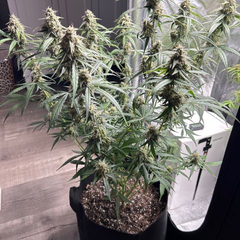 Orion F1 Hybrid growlog photo: Temp 71.9
RH 56%