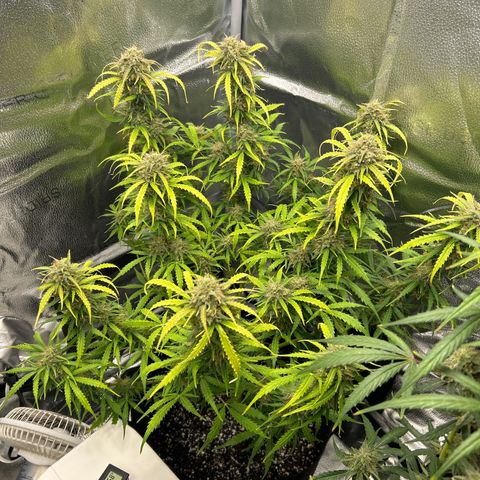 Northern Light growlog photo: Temp 76.8
RH 56%