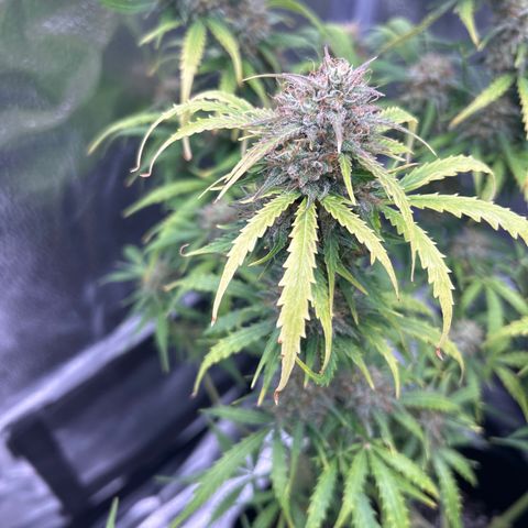 Northern Light growlog photo: Temp 76.8
RH 56%
